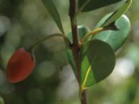 Fruit of Mimusops caffra