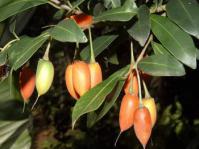Mimusops obovata with fruits.  Image Geoff Nichols