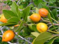 Fruits
