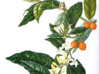 Mitriostigma axillare illustration