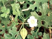 Flowers and green fruit