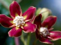 Mondia whitei flowers