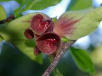 Leaves and flower