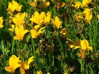 Monopsis lutea