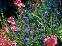 Monopsis unidentata growing with  a diascia