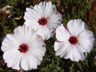 Monsonia speciosa flowers