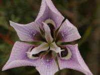 Moraea amissa