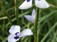 Moraea aristata flowers