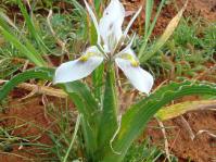 Moraea ciliata