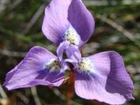 Moraea tripetala flowers