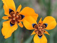 Moraea tulbaghensis orange form