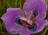 Moraea villosa subsp. villosa 