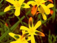 Moraea elegans