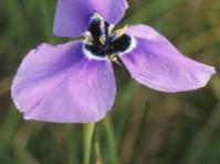 Moraea gigandra