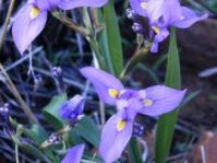 Moraea polystachya