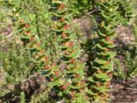 Male bush in bud