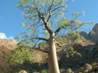 M.ovalifolia growing on Brandberg, Namibia