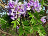 Mundulea sericea flowers and leaves