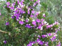 Growing near Hout Bay, Cape peninsula.