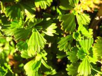Leaves. Image A dreyer