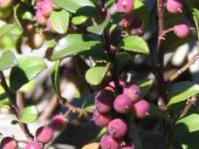 Berries of M africana
