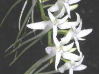 Mystacidium capense