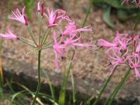 Nerine filifolia