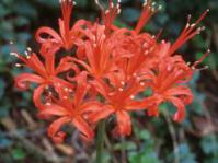 Nerine sarniensis