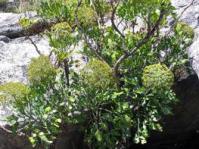Notobubon galbanum shrub