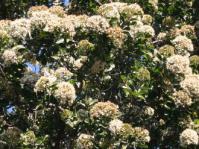 Nuxia congesta flower heads