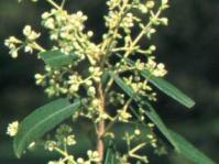 Nuxia oppositifolia