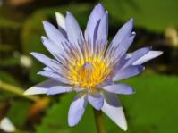 Nymphaea nouchali var. caerulea 