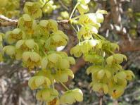 Ochna pulchra