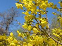 Flowers: Image Beate \Ssachse