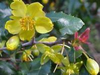 Flowers of Ochna serrulata