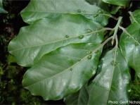 Ocotea bullata leaves. Photo Geoff Nichols