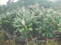 Oldeburgia  grandis