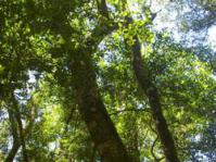 subsp. macrocarpa