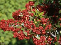 Berries of Olinia emarginata