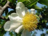 Oncoba spinosa (Geoff Nichols)