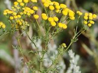 Stalk of Oncosiphon suffructicosum
