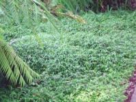 Oplismenus hirtellus growing under tree ferns