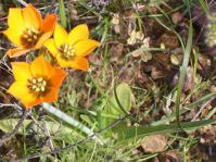 Ornithogalum dubium