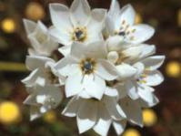 Flowerhead
