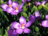 Orphium frutescens