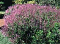 Ocimum labiatum