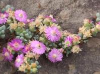 In flower