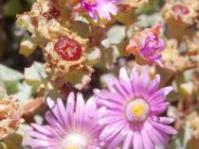 Flowers and fruits of O.deltoides