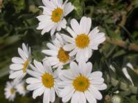 Osmitopsis asteriscoides flowers