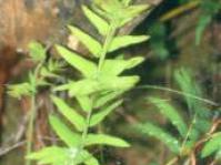 Young frond & unfurling crozier. Photo A Klopper